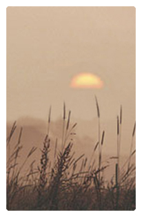 DF35T 334 BZ Harvest Sunrise Bronze